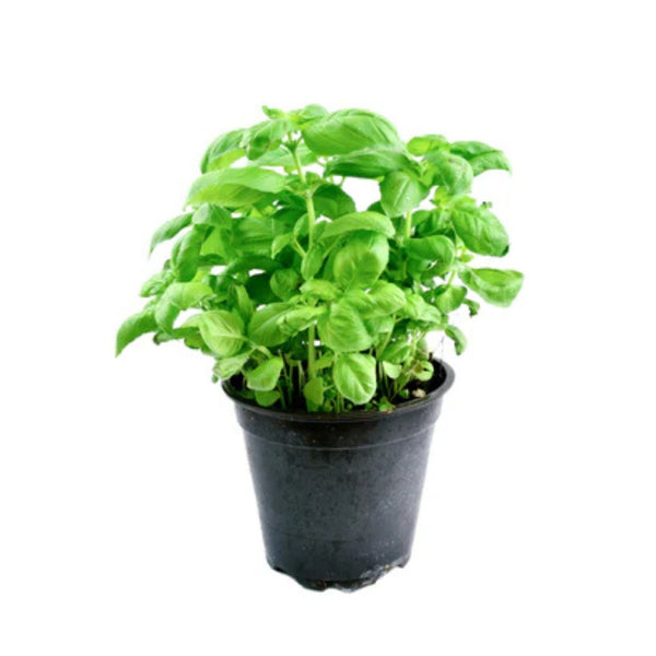 Basil Pot 1pc image 1