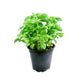 Basil Pot 1pc image 1