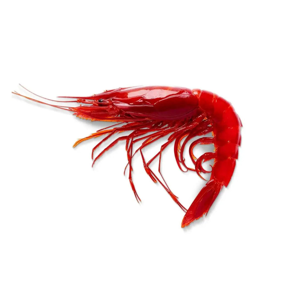 Shrimp Carabinero 18-24Pcs Frozen image 1