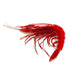 Shrimp Carabinero 18-24Pcs Frozen image 1