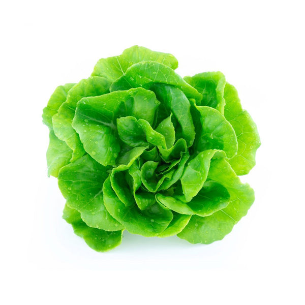Lettuce Boston Butterhead image 1