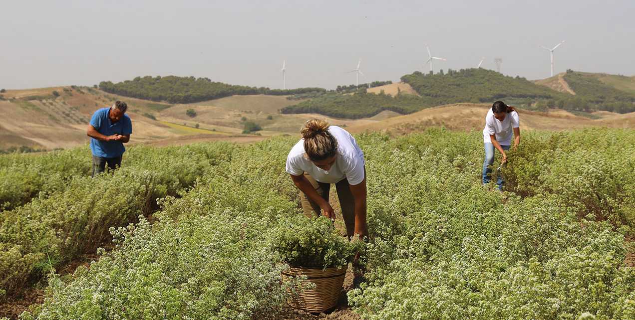 Montosco-Producers