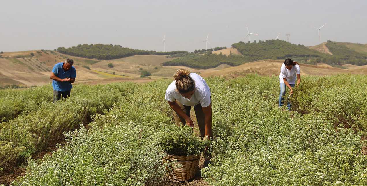 Montosco-Producers